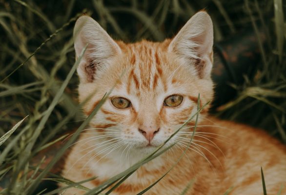 adopcje-koty adopcje-koty